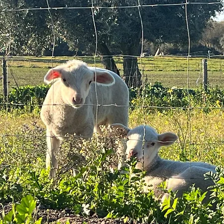 Monte De Sao Francisco Gospodarstwo agroturystyczne *